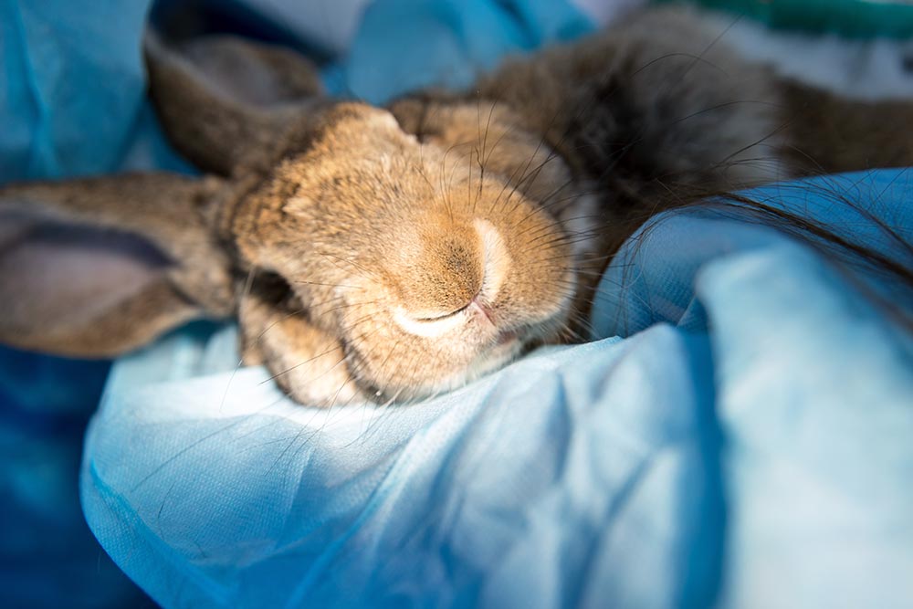 A rabbit under anaesthesia. Image © Антон Фрунзе / Adobe Stock