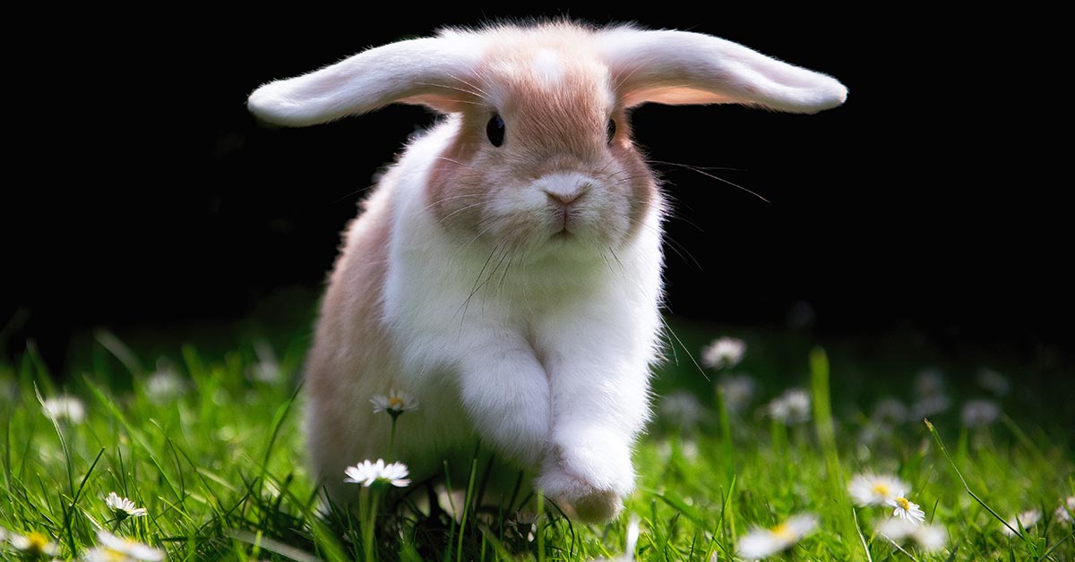 Rabbit. Image © alexkmedia / Adobe Stock