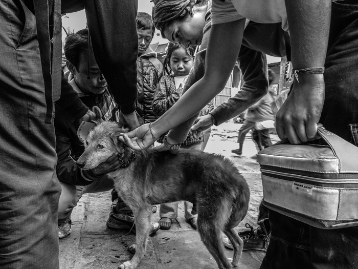 “One Shot, Two Lives” by Laura Caballero Pastor took top spot in the “One veterinary community” category.
