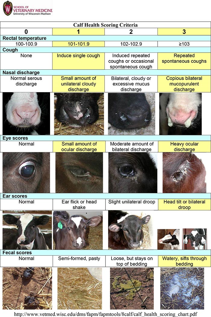 Figure 3. The Wisconsin calf health scoring chart.