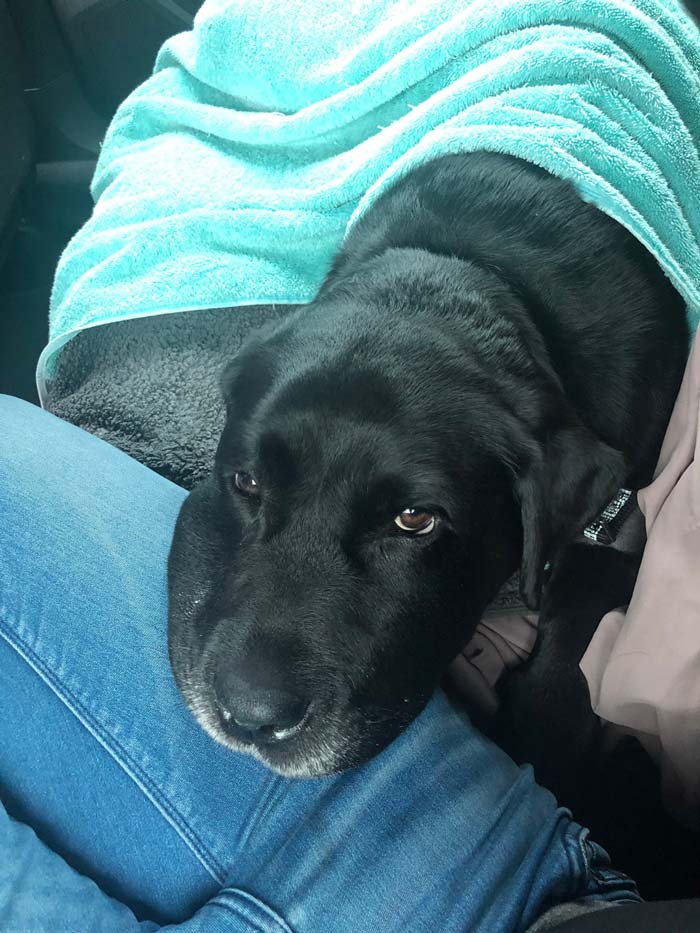 Monty on the way to the vets.