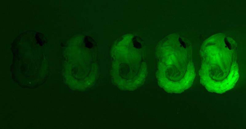 Pupae of the wild-type and four different strains of genetically modified mosquitoes generated in the study. Different intensities of the green fluorescent marker indicate varying levels of the femaleless gene expression knockdown.