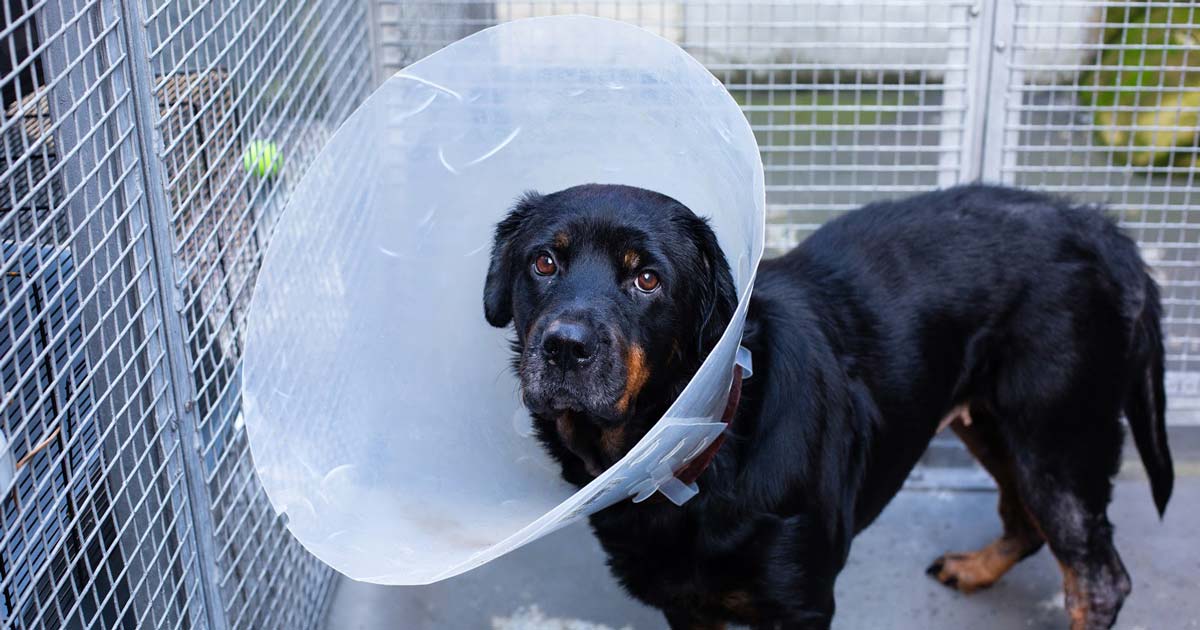 Rottweiler Rose, who was brought into the RSPCA’s Harmsworth Memorial Animal Hospital as a stray, has now found a new home with a member of staff at the charity.