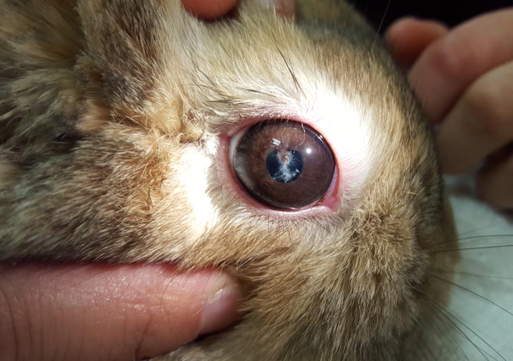 A rabbit with an eye infection caused by <em>Encephalitozoon cuniculi</em>. <a href="https://commons.wikimedia.org/w/index.php?curid=81088764" target ="_blank">Image</a> © Rabbit Vet - Own work, CC BY-SA 4.0.