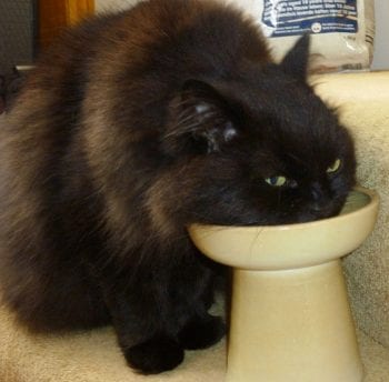 Figure 2. Raised food and water bowls are appreciated by cats with OA affecting their cervical spine and/or forelimbs.