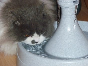 Figure 3. Moving water sources can encourage drinking in some cats.
