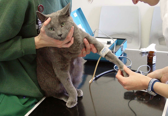 Figure 2. Blood pressure assessment is recommended in cats diagnosed with hyperthyroidism. About 10 per cent to 20 per cent are diagnosed with hypertension at the time of their diagnosis of hyperthyroidism; a similar proportion develop hypertension at a later date.