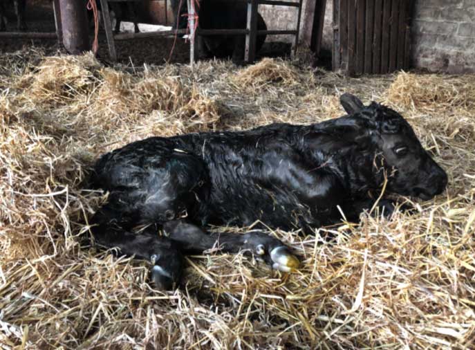 Figure 2. The same calf sat in Figure 1, in sternal recumbency shortly after delivery by caesarean. Note the clean, dry, deep straw bed it has been placed in.