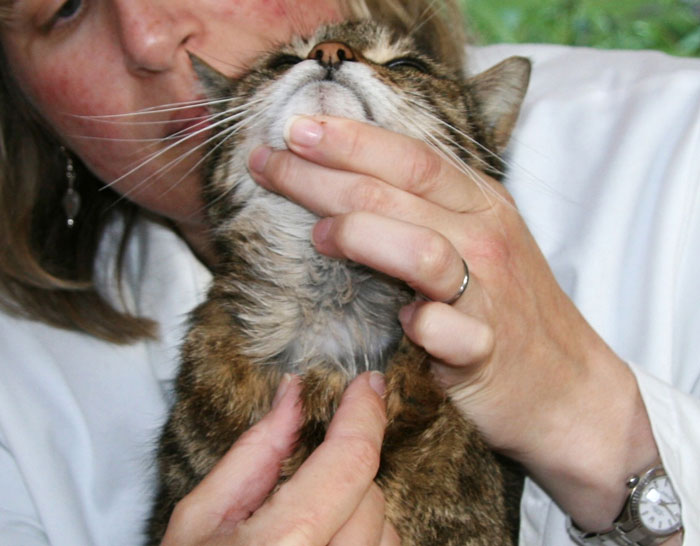 Figure 1. Most cats with hyperthyroidism have a palpable goitre.