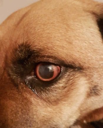 Figure 1. Examination of the left eye revealed buphthalmos and marked conjunctival hyperaemia. Moderate peripheral corneal vascularisation was noted as well as moderate corneal oedema. The pupil was fixed and dilated with 360° posterior synechia. Severe aqueous flare was noted, and fundic examination revealed optic nerve atrophy with multifocal areas of depigmentation in the retinal pigment epithelium and choroid. Image: © University of Saskatchewan Western College of Veterinary Medicine.