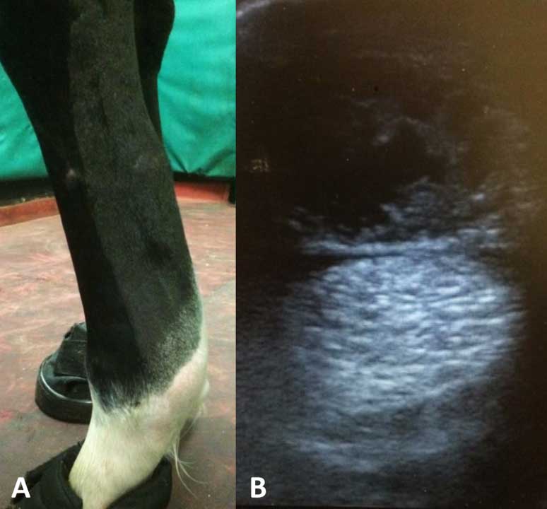 Figure 1. (1a). Bowing of the superficial digital flexor tendon. (2b). Corresponding ultrasound image of core lesion.