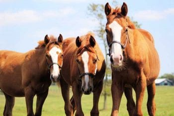 Figure 2. Unvaccinated horses shed large viral loads, resulting in a short incubation period and rapid transmission through the herd.