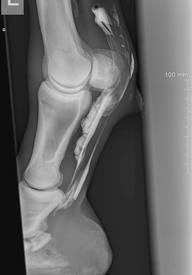 Figure 3. Contrast radiography of the digital flexor tendon sheath.