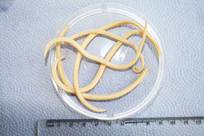 Ascarids can be a common cause of morbidity in young animals.