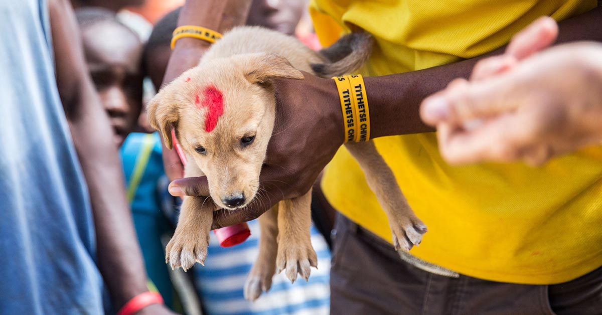 how-much-do-puppy-injections-cost-uk