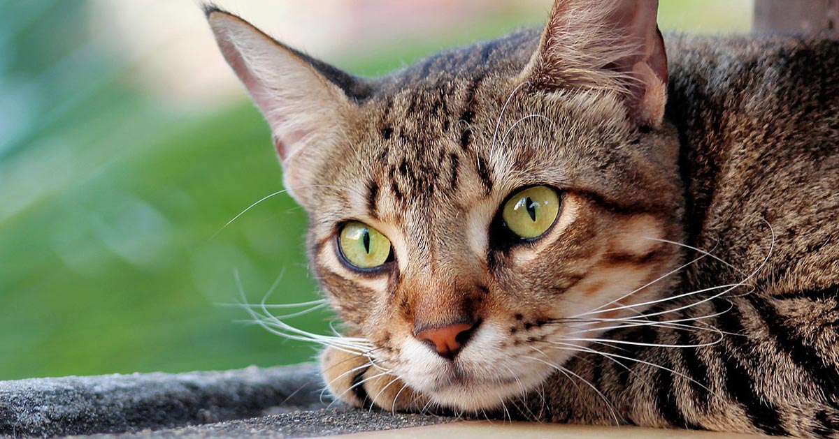 Cats thrive on vegan diet in peer reviewed study Vet Times