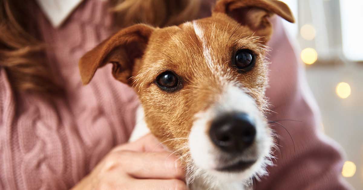 Man's best friend: how dogs reduce stress and anxiety | Vet Times Man's best friend: how dogs reduce stress and anxiety | Vet Times