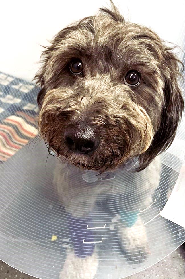 Florence recovering well after undergoing emergency surgery at Southfields Veterinary Specialists.