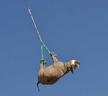 Flying rhino.