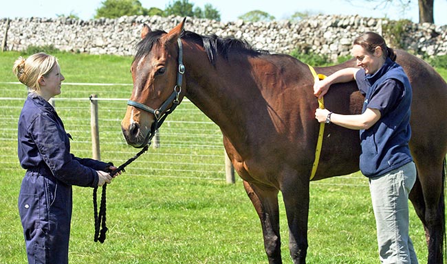 Obesity in horses and ponies represents a welfare issue – owners should be tactfully educated of the risks and appropriate management changes.