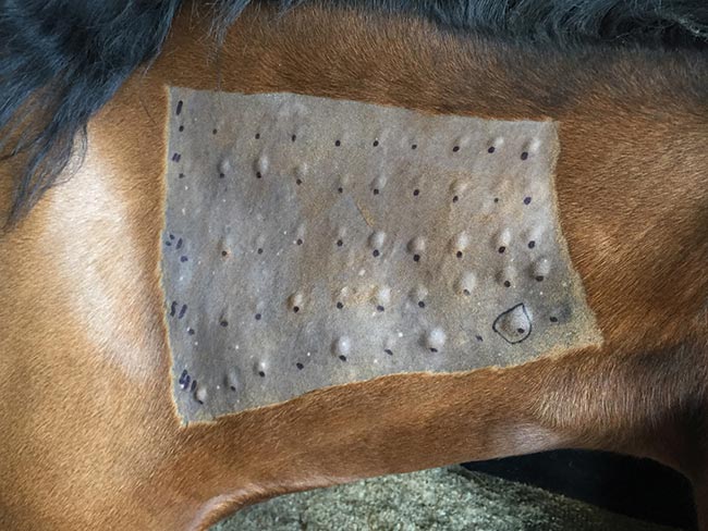 Figure 4. An example of an intradermal skin test. Image: World Horse Welfare