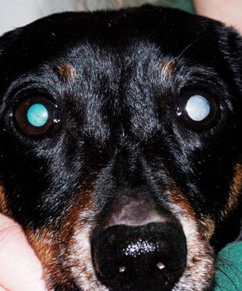 Cataracts in dogs treatment uk outlet