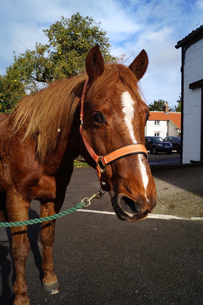 Figure 1. Nostril flaring in a horse with marked equine asthma.