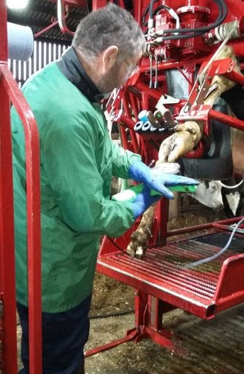 Figure 2. The foot trimmer is an essential part of the hoof health team and should be involved in discussions around lameness management.
