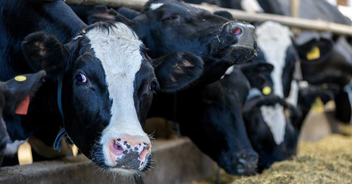 cattle eating nutrition Image: © Suslov Denis / Adobe Stock