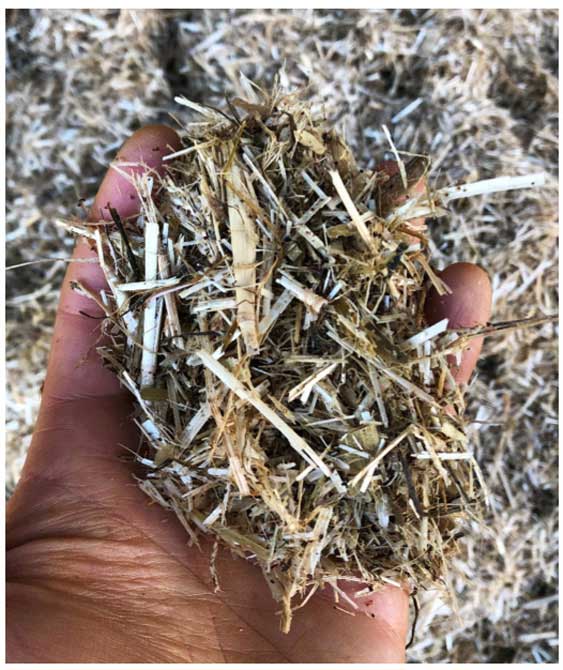 Figure 1. An example of a controlled energy diet – properly chopped straw, well mixed into a total mixed ration containing maize and blend.