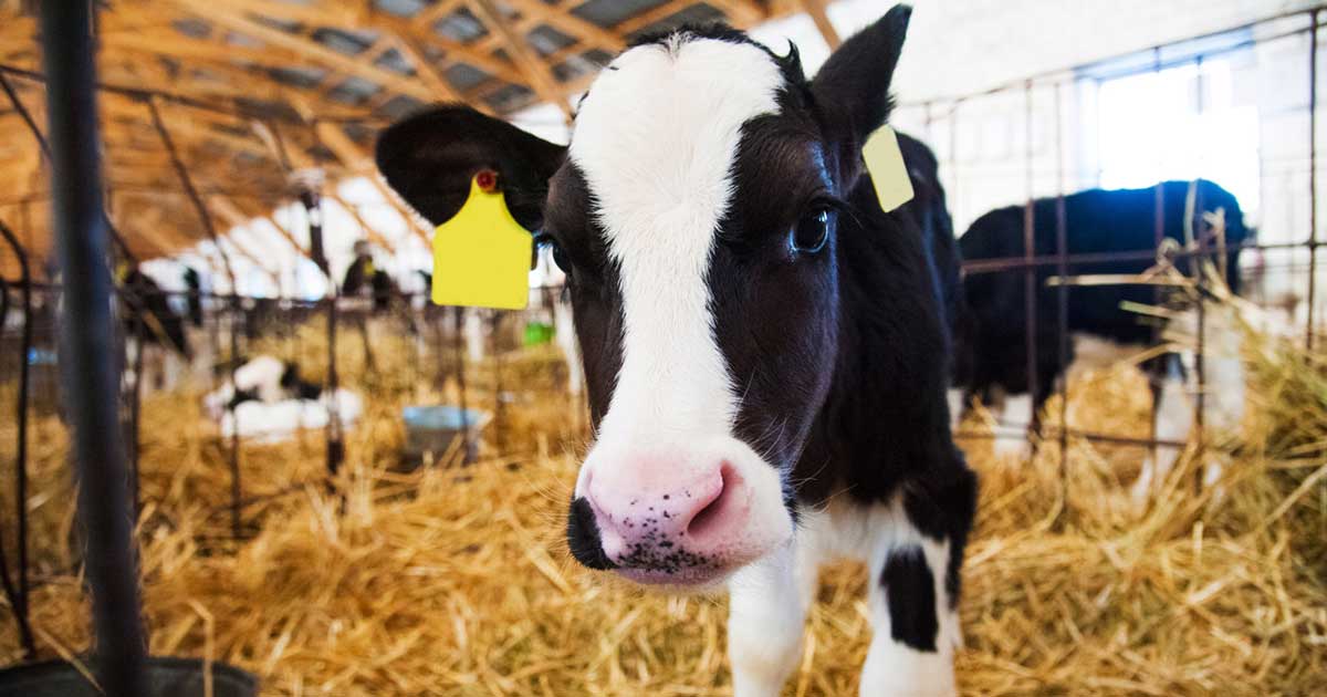 calf in a shed calves