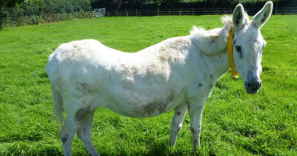 Obese donkey.