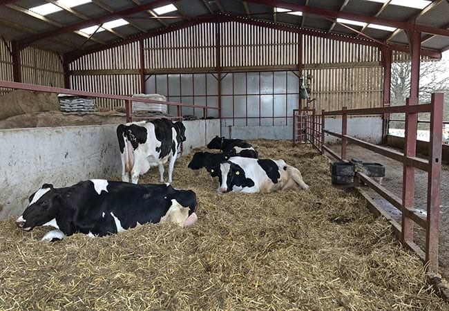 Figure 3. A dry cow/calving yard with handling area and a milking facility (top right of yard).