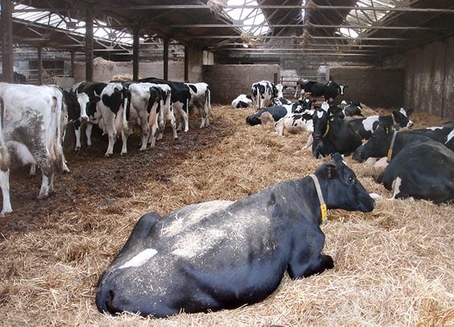 Figure 4. An over-stocked dry cow pen – these are disasters waiting to happen.
