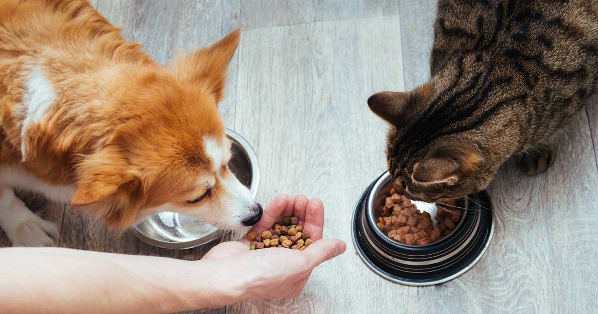 Dog and cat eating.