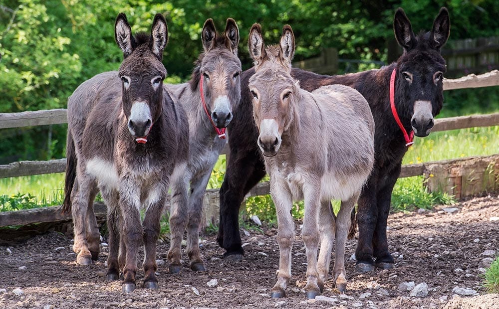 Some of The Donkey Sanctuary's resident herd. Image © The Donkey Sanctuary