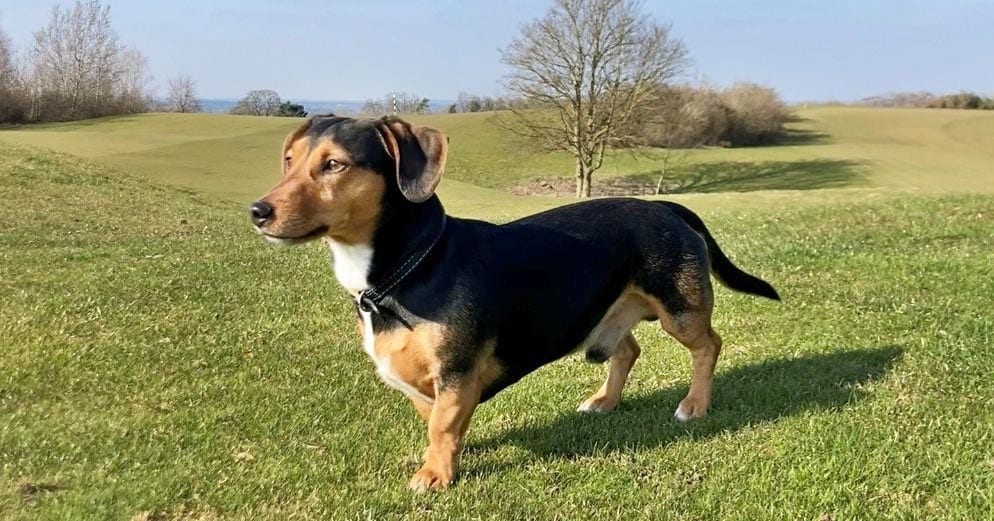 Eddie is in remission following the electrochemotherapy treatment.
