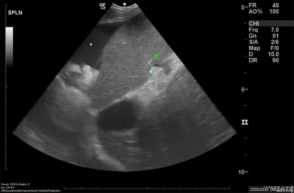 An ultrasound image of Gus’ spleen.