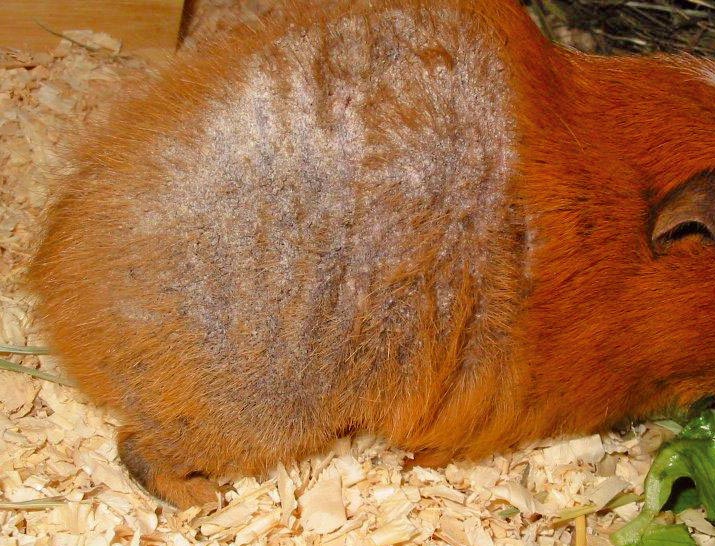 <strong>Figure 3</strong>. Fungal skin disease on the flank of a guinea pig. Note the hair loss and crusty skin, but less excoriation than is typically seen with mange mites.