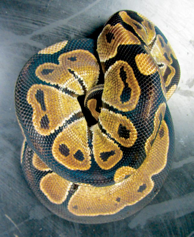Figure 1. A royal or ball python (Python regius) named for its tendency to curl into a ball when threatened.