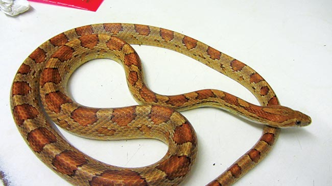 Figure 3. This corn snake was severely underweight, as shown by its prominent spine with minimal associated muscle mass.