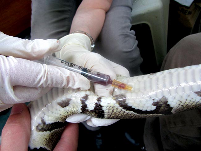 Figure 6. Snakes should be well-restrained for cardiocentesis.