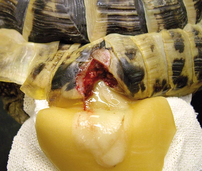 Figure 4. Dressing is applied to the wound. 