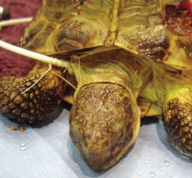 Figure 6. This is the same procedure as an oesophagostomy feeding tube in other species. Pre-measure the feeding tube from the base of the neck to the region of the stomach and fill the tube with water. Once sedated/general anaesthesia then extend the tortoise’s head and neck. Introduce a small pair of curved haemostats into the mouth and insert them down to almost where the neck meets the pre-humeral area. Use the curved haemostats to push the oesophagus to the skin causing a tent. Wiggle the haemostats to ensure the jugular won’t be caught and use the blade to cut between the jaws of the haemostats, push the haemostats through and grab the feeding tube. Pull it through the wound and out of the mouth until the pre-measured mark is reached. Redirect the feeding tube back into the mouth and into the stomach. Use a Chinese finger trap suture to secure the tube to the wound. I put micropore on the ipsilateral foreleg to reduce the chance of the scales being used to disturb the tube. I then coil the tube on top of the carapace and tape it in place then cover with vet wrap.
