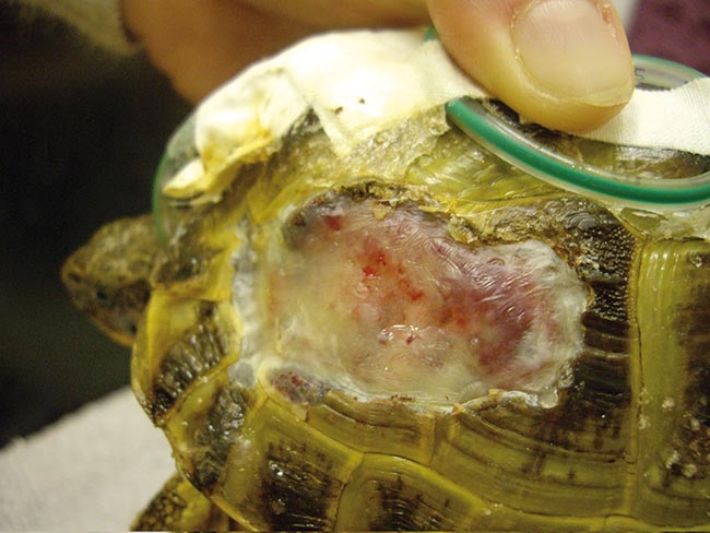 Figure 9. A fibrous membrane forms over the wound.