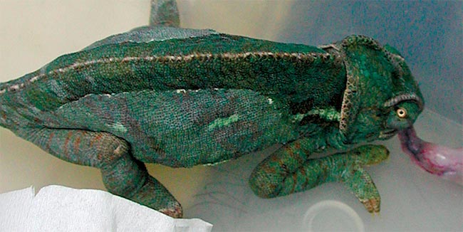 <strong>Figure 3</strong>. Tongue dysfunction can be a sign of hypocalcaemia, as in this chameleon that was unable to retract its tongue.