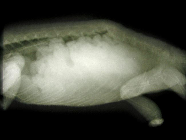 <strong>Figure 4</strong>. Radiograph of a chameleon with metabolic bone disease revealing reduced bone density and follicular stasis.
