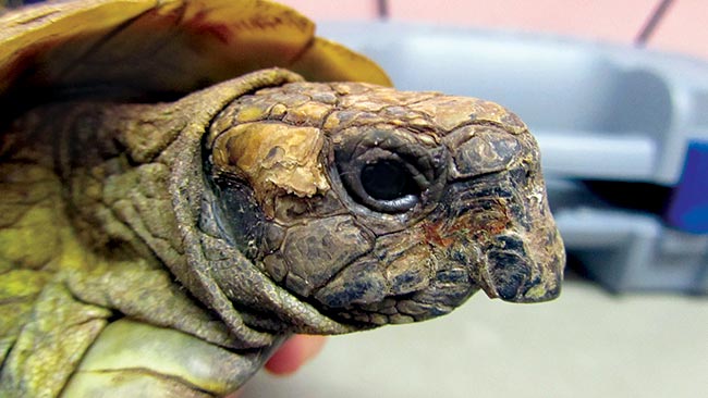 Figure 6. Beak overgrowth can be seen in turtles and tortoises, and can occur in association with inadequate nutrition.