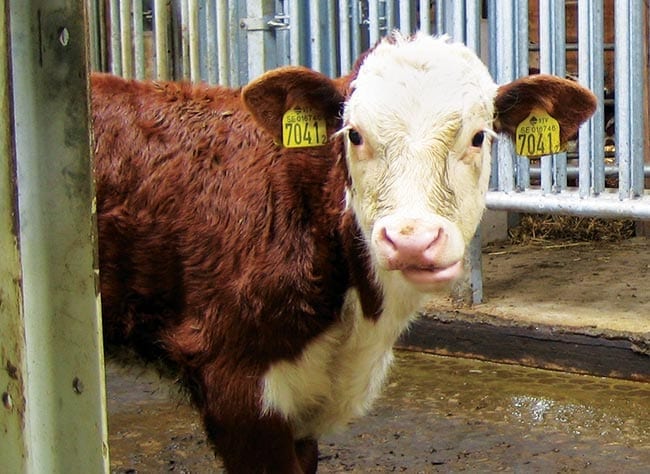 Infectious bovine rhinotracheitis is rarely seen in calves younger than six months of age.