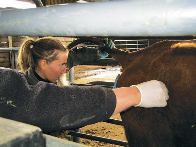 Blood sample to establish serological status of a herd is essential if eradication is to be considered.